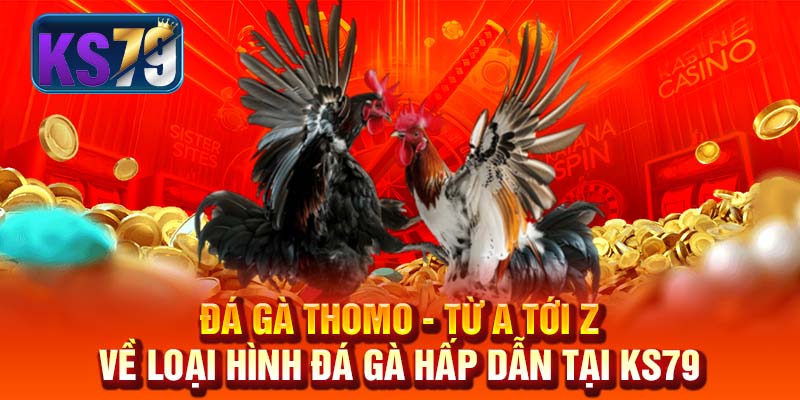 Đá Gà Thomo - Từ A Tới Z Về Loại Hình Đá Gà Hấp Dẫn Tại KS79